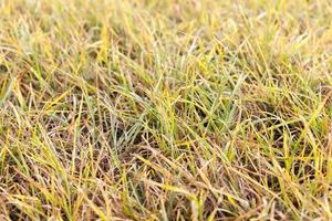 foto av ett gult gräs