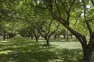 träd i parken, sommar foto