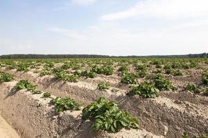 odling av potatis. fält foto