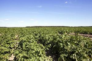 gröna blad av potatis foto