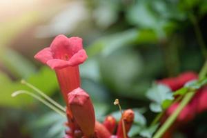 vackra röda blommor av trumpetrankan eller trumpetrankan campsis radicans. foto