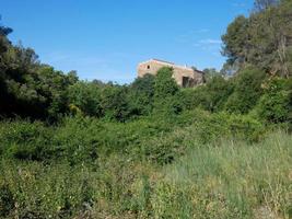 frodig vegetation i bergen av collcerola pulmon i staden barcelona och omgivningar, Spanien foto