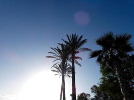 bakgrundsbelysta tropiska palmer mot en himmel bakgrund foto