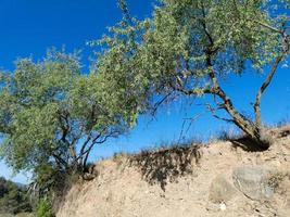 mandelträd med mandel i början av sommaren på en bergsväg foto