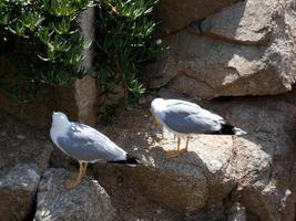 måsar på klipporna i costa brava, spanien foto