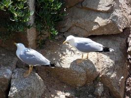 måsar på klipporna i costa brava, spanien foto