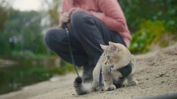 brittisk korthår tabby katt i krage går på sand utomhus - leker med kvist foto