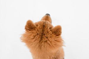 huvudet på en shiba inu valp i snön. vinterpromenad. söt shiba inu valp. japansk shiba inu hund. fluffig valp. foto