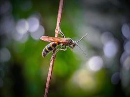 ett bi på en gren foto