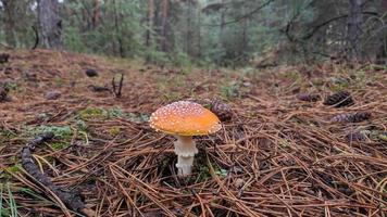 en närbild av den ljusa och glänsande röda flugsvampen, en mycket giftig svamp. den växer i ukrainas skogar. foto