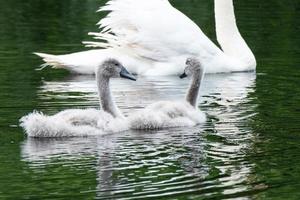 stumsvan cygnus olor lagan floden belfast nordirland uk foto