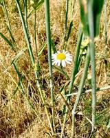 kamomillblomma. kamomillblomma i varmt solnedgångsljus. ängskamomillblomma och torrt gult gräs, hö, halm. högkvalitativt foto