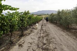 hundpromenad genom vingårdarna foto