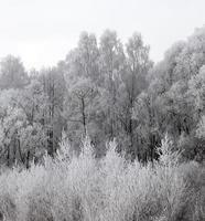 vinterskog, himmel foto