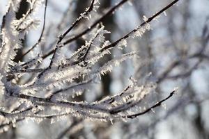 glödande kristaller frost foto