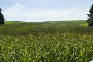 jordbruksfält där grön majs växer foto