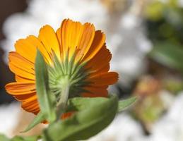 calendula detaljer, närbild foto