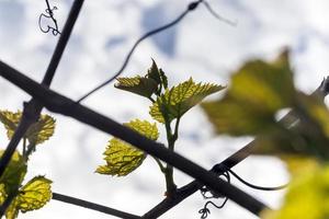 druva, vårens vingård foto