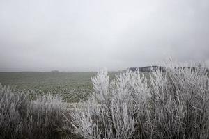 snötäckta träd på vintern foto