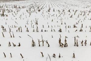 snö på ett jordbruksfält foto