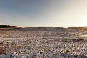 jordbruksfält täckt av snö foto