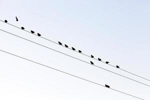 några fåglar på linjerna av högspänningsstolpar foto