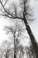 kala trädstammar täckta med snö under vintern foto