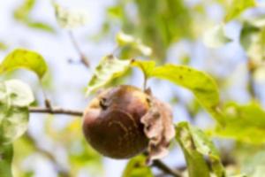 äpple på en gren foto