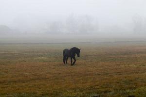 häst i dimman foto