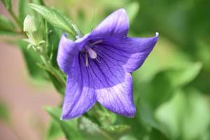 vacker lila ballong blomma blomma med knoppar foto