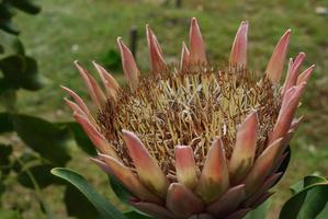 ganska fantastisk rosa protea i en tropisk trädgård foto