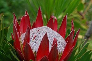 fantastisk spiky röd protea blomma blommar i en trädgård foto