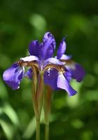 vackra blommande sibiriska irisblommor som blommar i en trädgård foto