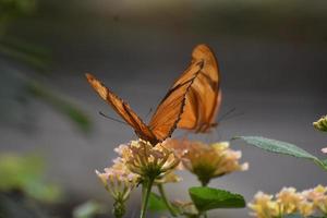 två hisnande orange gulf fritillary fjärilar i naturen foto