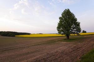 träd på fältet foto