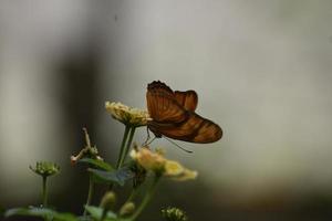 graciös orange gulf fritillary fjäril i naturen foto