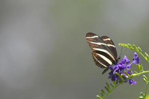 fantastisk naturskön bild av zebrafjäril på våren foto