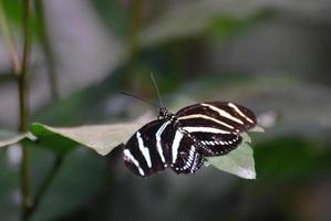 underbara skott av en zebra fjäril på ett löv foto