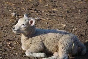 baby lamm vilar i solljuset i norra yorkshire foto