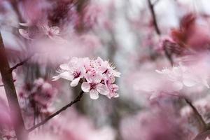 blommor av röda körsbärsblommor foto