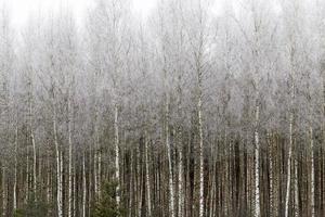 björkskog, vinter foto