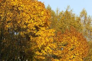 landskap av lövträd under höstsäsongen foto