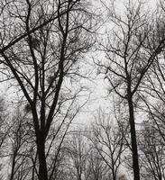 silhuetter av trädstammar foto