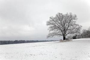 träd på fältet foto