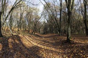 höstlandskap, skog foto