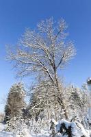 snölandskap, skog foto