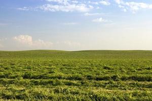 jordbruksfält med grönt gräs foto