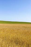 gult vete och grönt gräs på korsande jordbruksfält, mot en blå himmel, vackert sommarlandskap foto