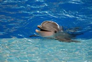 delfin på nära håll med tänderna visar foto