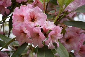 fantastisk blommande rosa rhododendronbuske på våren foto